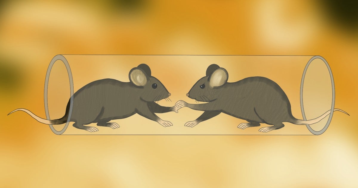 【裁断済み】なぜ？がわかる動物病院の輪液療法 敗者の脳は語る—神経科学が明かす、社会行動を制御する脳のメカニズム